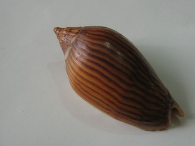 Conchiglia marina Amoria zebra f. lineatina Volutidae