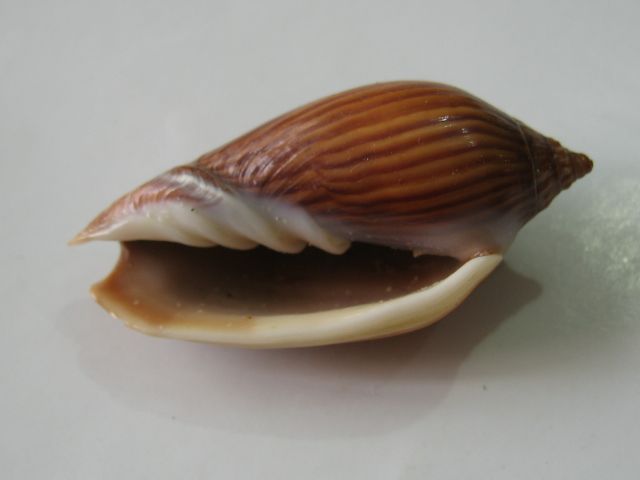 Conchiglia marina Amoria zebra f. lineatina Volutidae