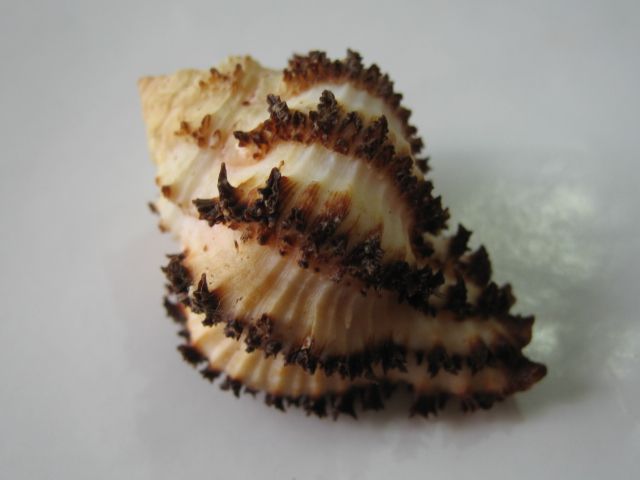 Conchiglia marina Hexaplex stainforthi di Muricidae, 5.3 cm, con opércolo