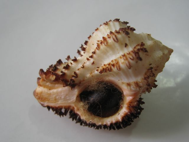Conchiglia marina Hexaplex stainforthi di Muricidae, 5.3 cm, con opércolo