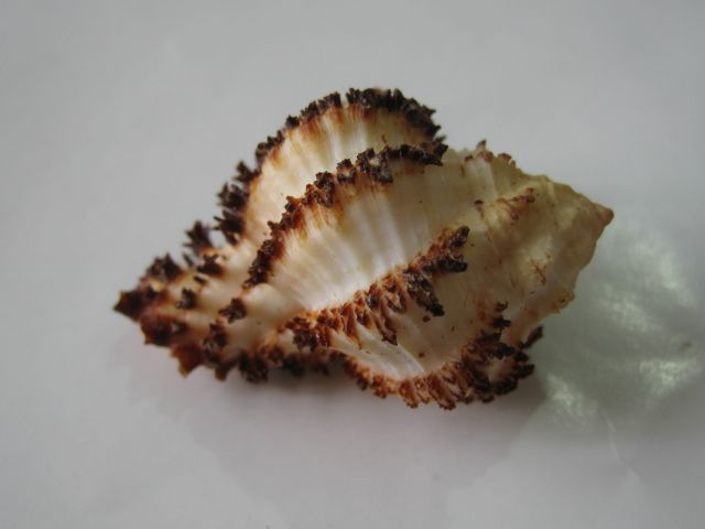 Conchiglia marina Hexaplex stainforthi di Muricidae, 5.3 cm, con opércolo