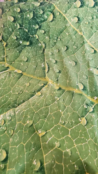 Funda Nórdica Verde y Amarilla