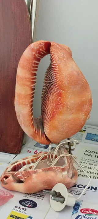 Lampada doppie conchiglie decorate