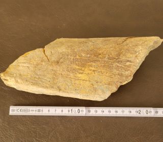 Fósil Dinosaurio (>20cm)