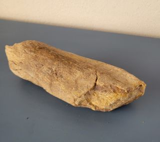 Fósil Dinosaurio (>20cm)