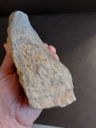 Fósil Dinosaurio (>20cm)