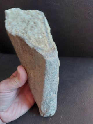 Fósil Dinosaurio (>20cm)