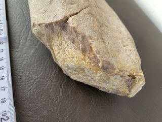 Fósil Dinosaurio (>20cm)