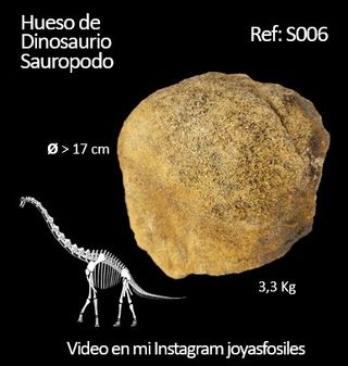 Sauropodo Ref: S006