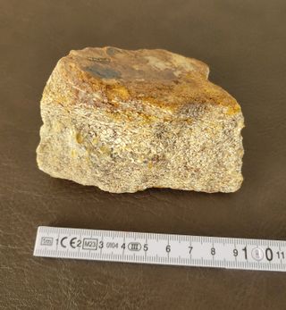 Dinosaurio Sauropodo Ref: S007. SOLO HOY