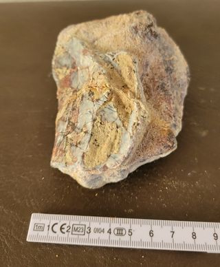 Pieza de Dinosaurio Sauropodo Ref: S008