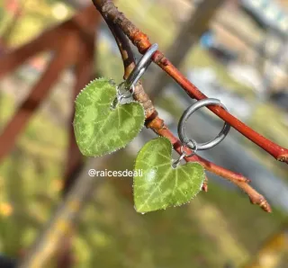 Pendientes flor de Cyclamen encapsulados