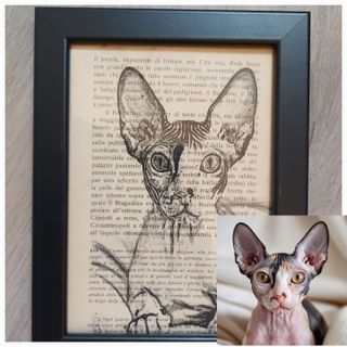 Quadro gatto Sphynx personalizzabile