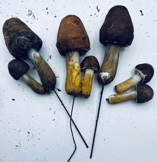 Sacchetto funghi decorativi