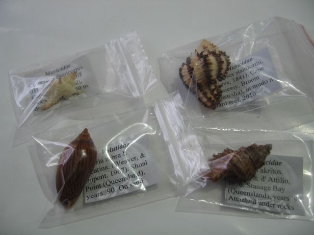 Collezione di 4 conchiglie marine