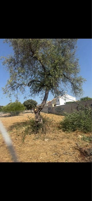 parcela en la carrera del caballo (doña Manuela)