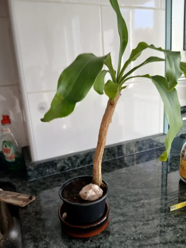 Tronco del Brasil planta Natural