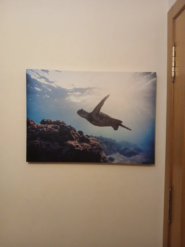 Cuadro Tortuga Marina.