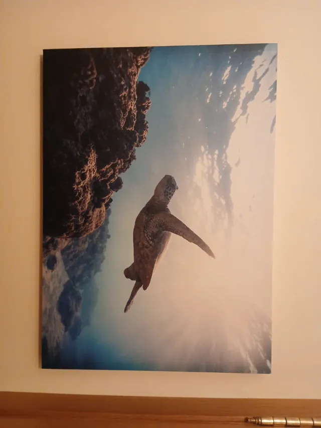 Cuadro Tortuga Marina.