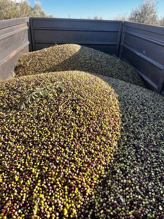 Servicio de molino para aceitunas