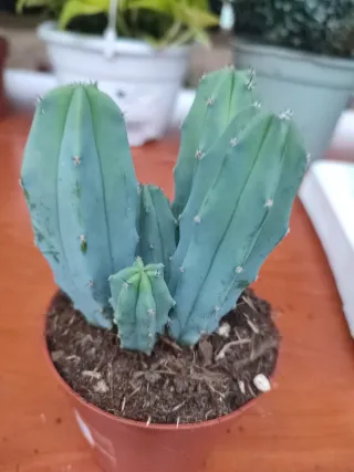 Cactus azul en maceta