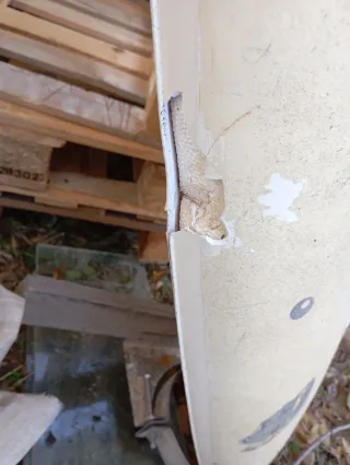 Tabla de surf para restaurar