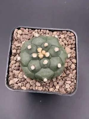 Astrophytum Kikko Turte