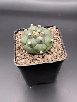 Astrophytum Kikko Turte