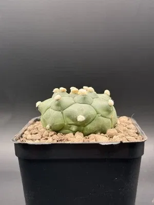 Astrophytum Kikko Turte