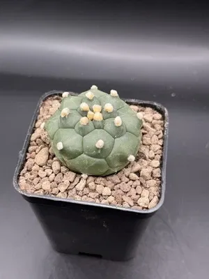 Astrophytum Kikko Turte