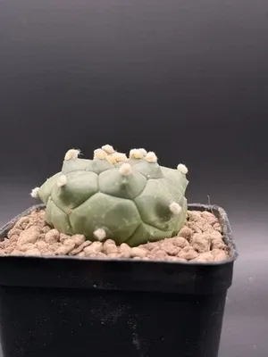 Astrophytum Kikko Turte