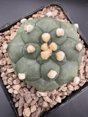 Astrophytum Kikko Turte
