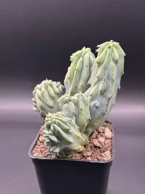 Myrtillocactus geometrizans f.crestata