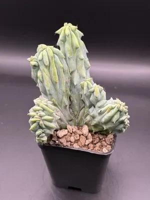 Myrtillocactus geometrizans f.crestata