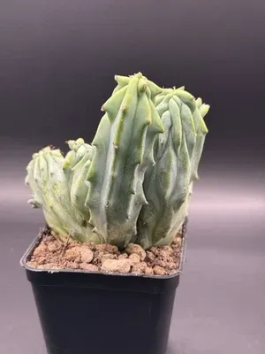 Myrtillocactus geometrizans f.crestata