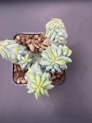 Myrtillocactus geometrizans f.crestata