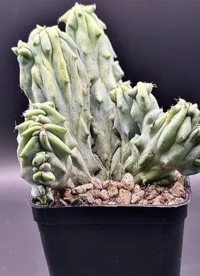 Myrtillocactus geometrizans f.crestata