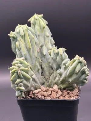 Myrtillocactus geometrizans f.crestata