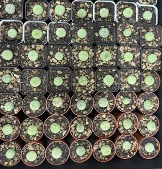 Pseudolithos Migiurtinus vaso 6,5 cm