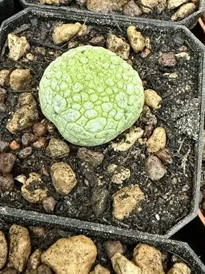 Pseudolithos Migiurtinus vaso 6,5 cm