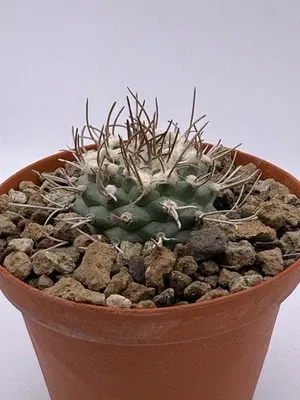 Turbinicarpus schwarzii - Cactus in 8cm Pot