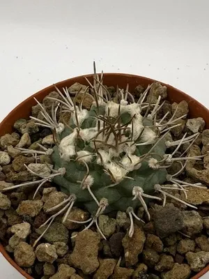 Turbinicarpus schwarzii - Cactus in 8cm Pot