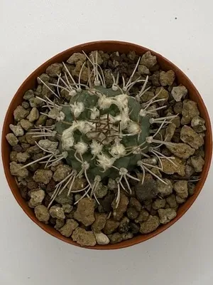 Turbinicarpus schwarzii - Cactus in 8cm Pot