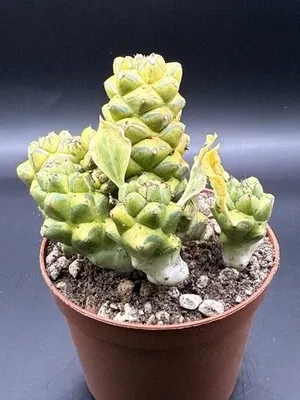 Monadenium ritchiei f. variegata vaso 8cm