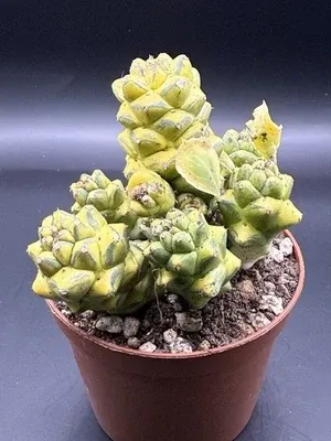 Monadenium ritchiei f. variegata vaso 8cm