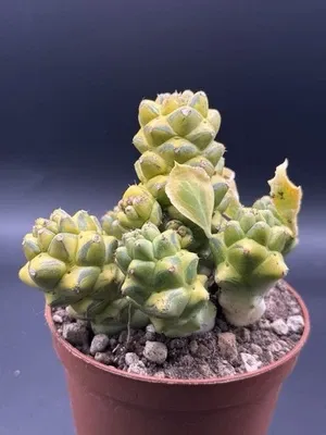 Monadenium ritchiei f. variegata vaso 8cm