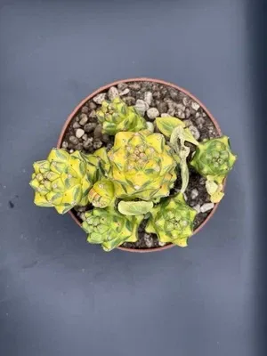 Monadenium ritchiei f. variegata vaso 8cm