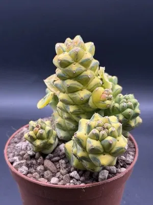 Monadenium ritchiei f. variegata vaso 8cm