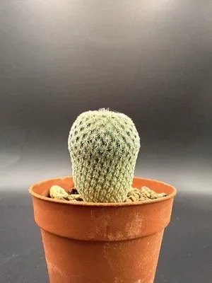 Epithelantha micromeris vaso 6cm