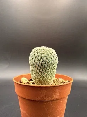 Epithelantha micromeris vaso 6cm